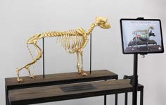 good boy (AR artwork)